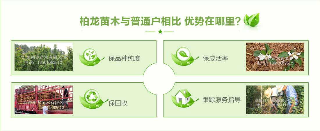 ������ľ����